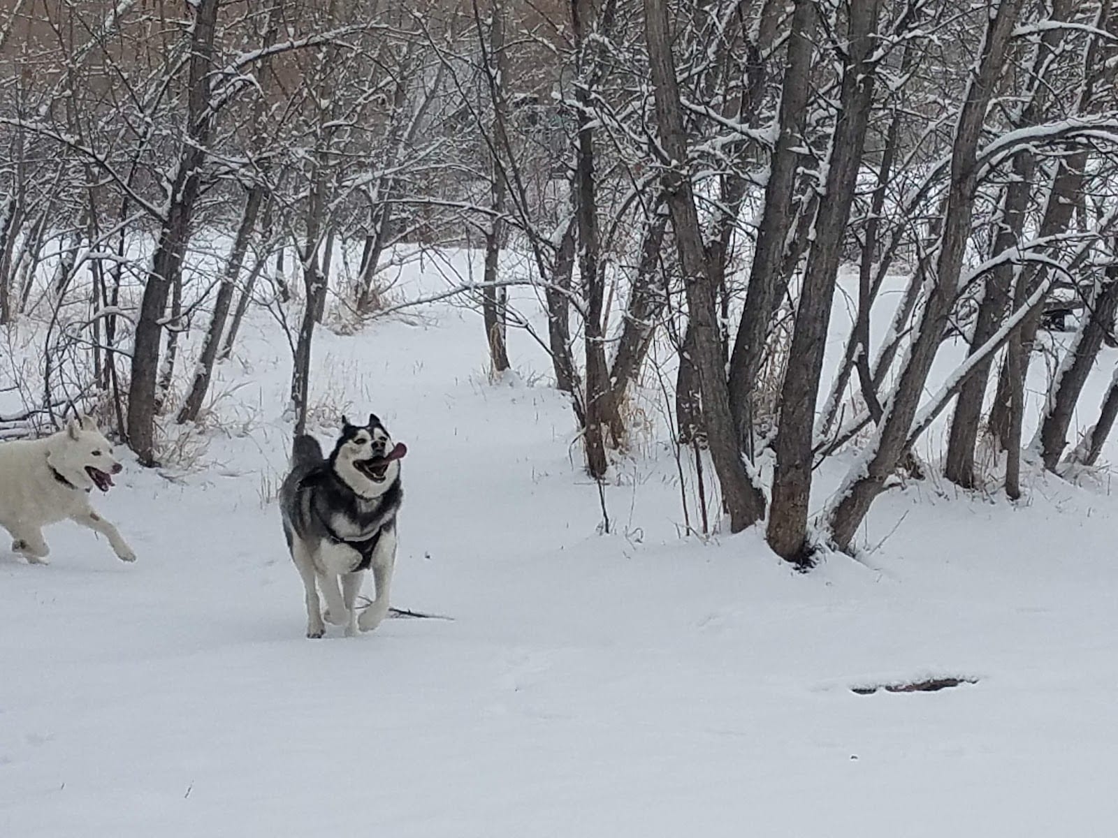 Tony Grampsas Dog Park
