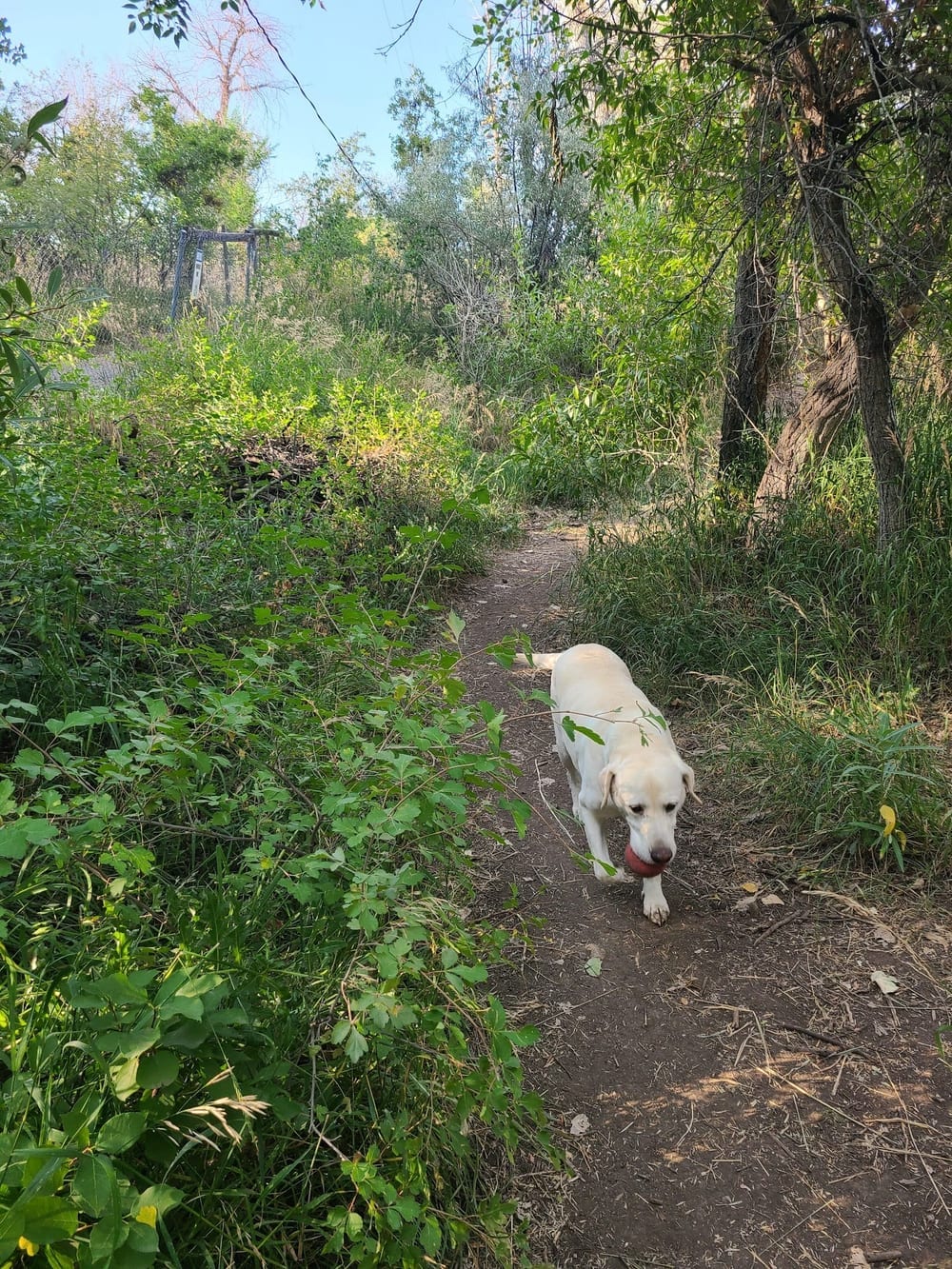 Tony Grampsas Dog Park, photo 3