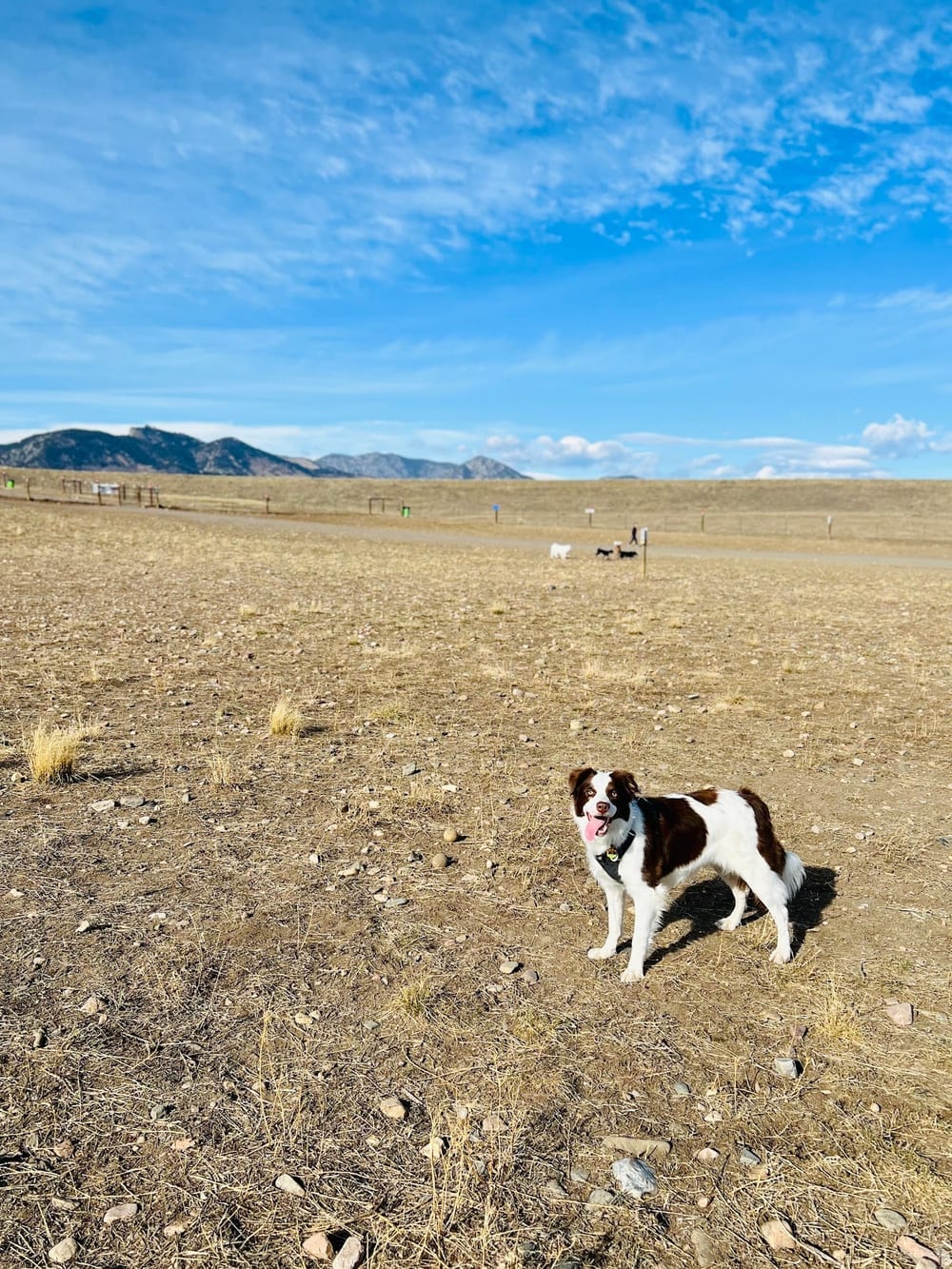 West Arvada Dog Park, photo 3