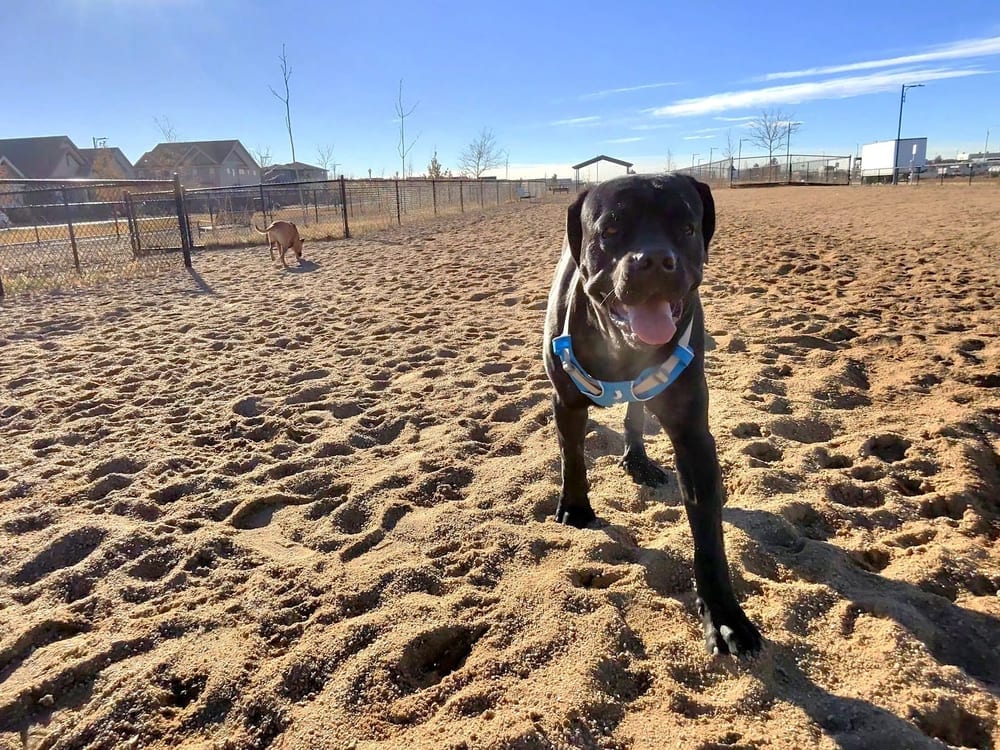 Willow Bark Park - Dog Park, photo 2