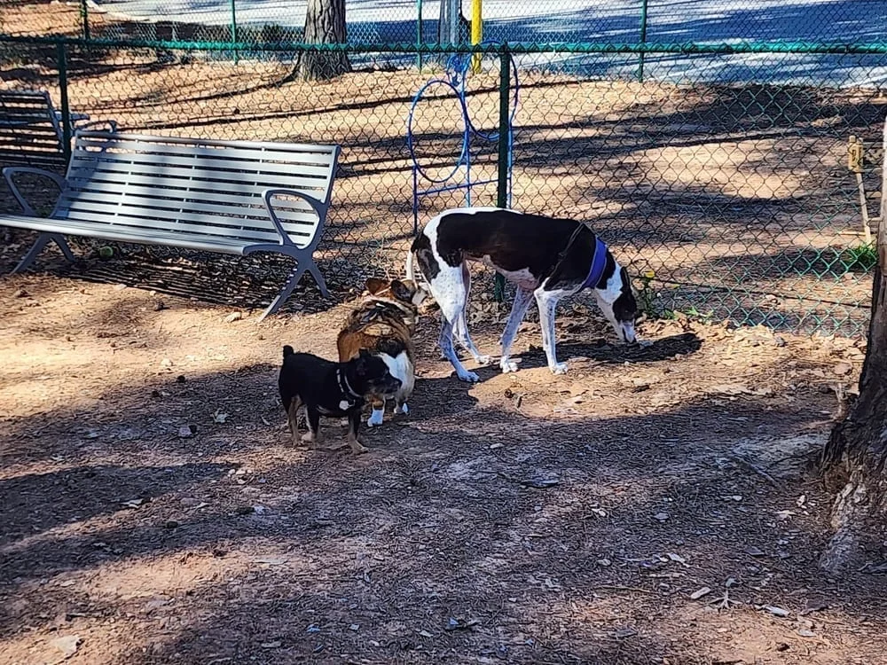 Barkyard Dog Park, photo 3