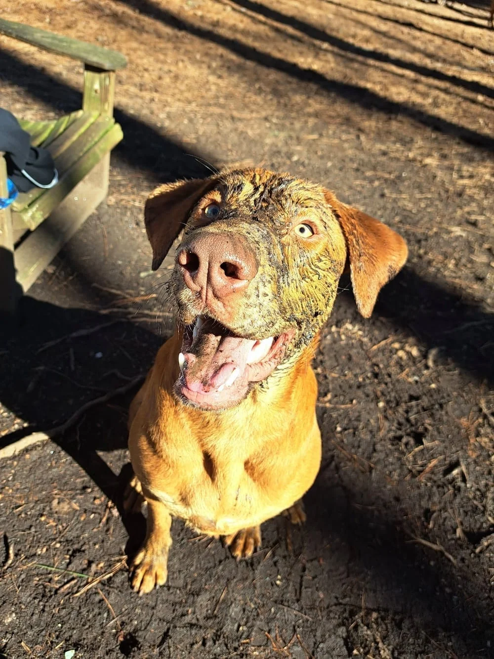 Carolina Pines Dog Park, photo 2