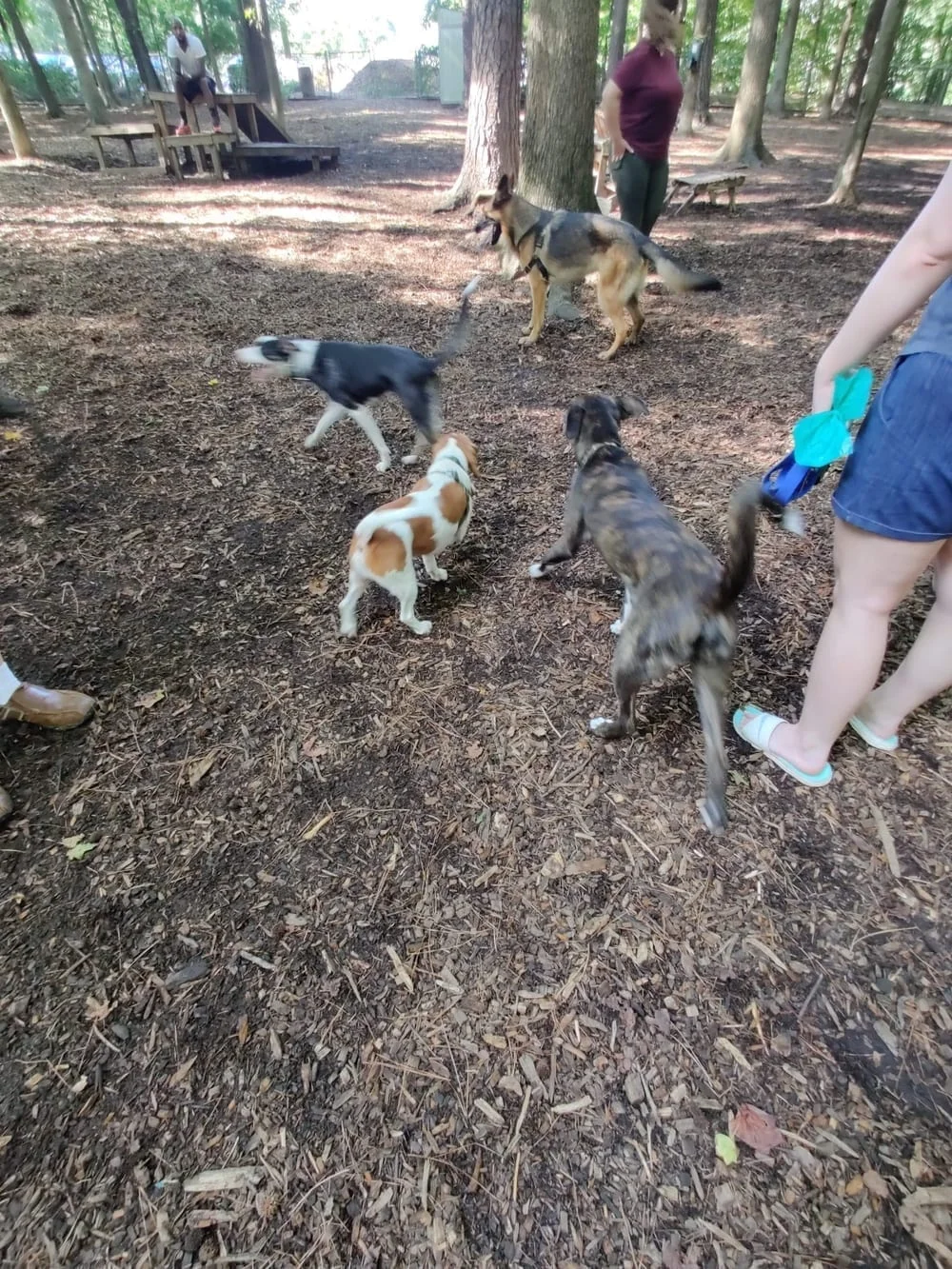 Carolina Pines Dog Park, photo 3