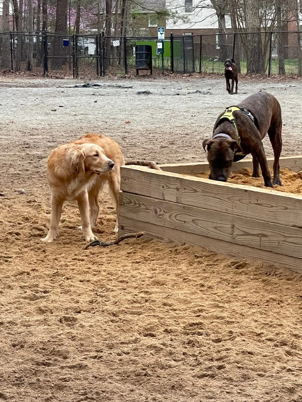 Piney Wood Dog Park, photo 3