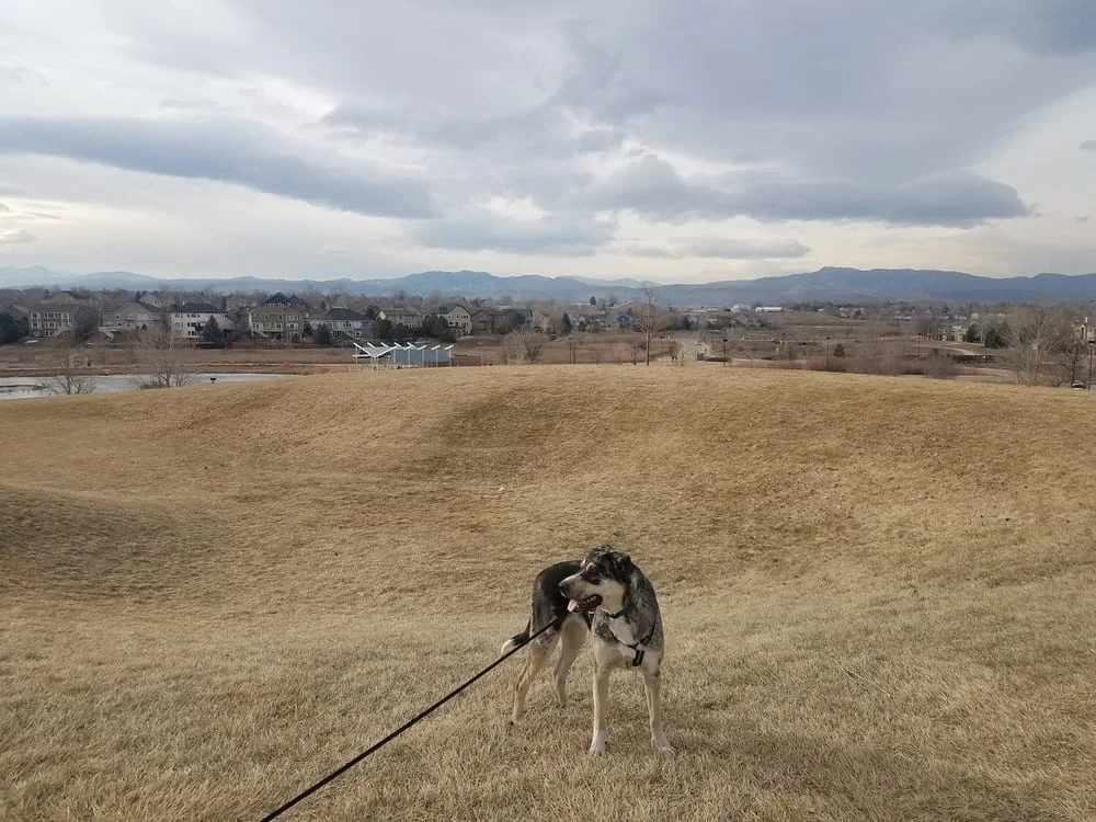 Fossil Creek Dog Park, photo 2