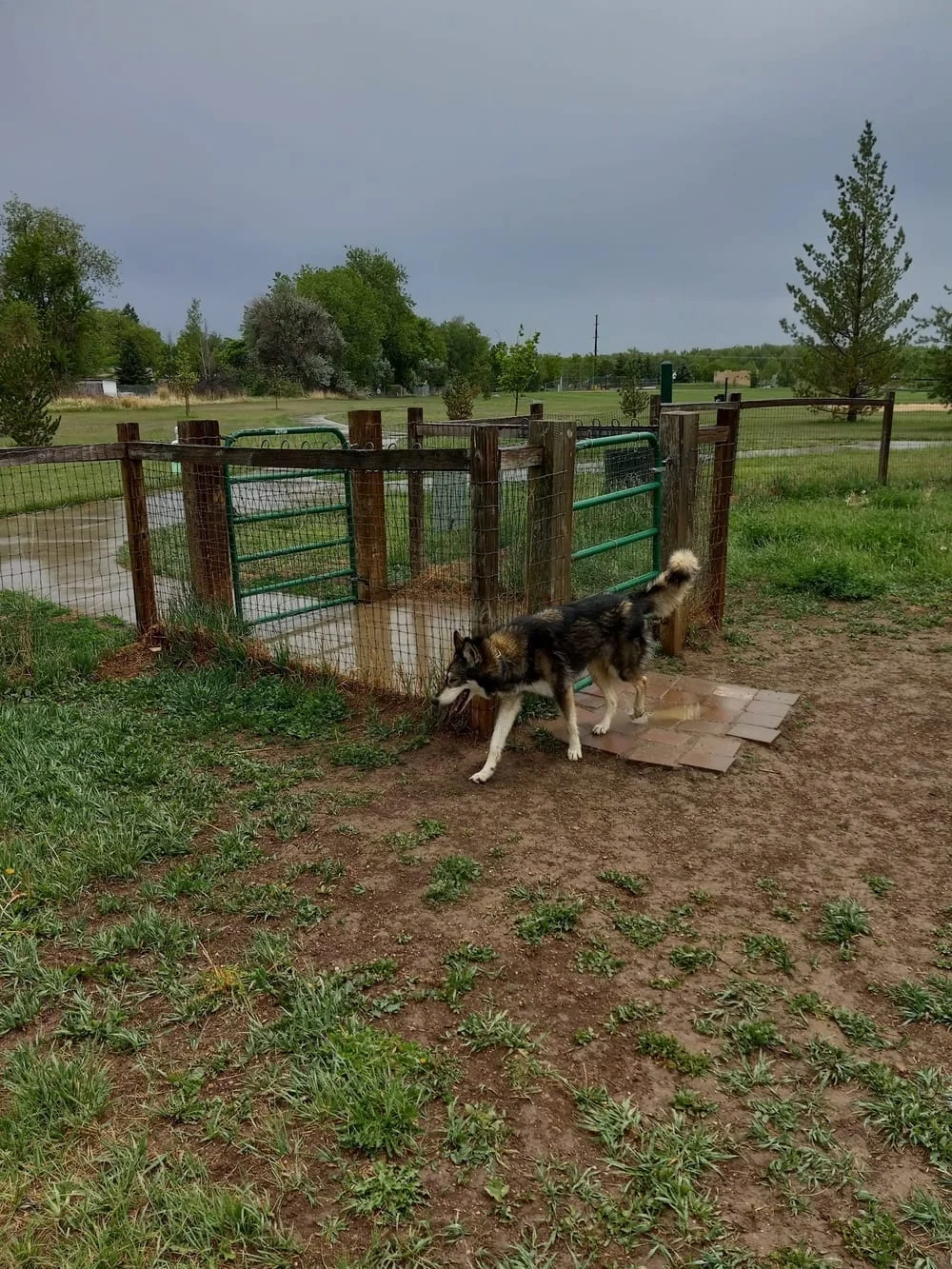 Soft Gold Dog Park, photo 3