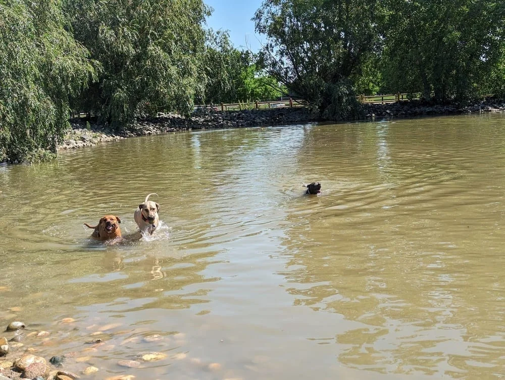 Spring Canyon Dog Park, photo 2