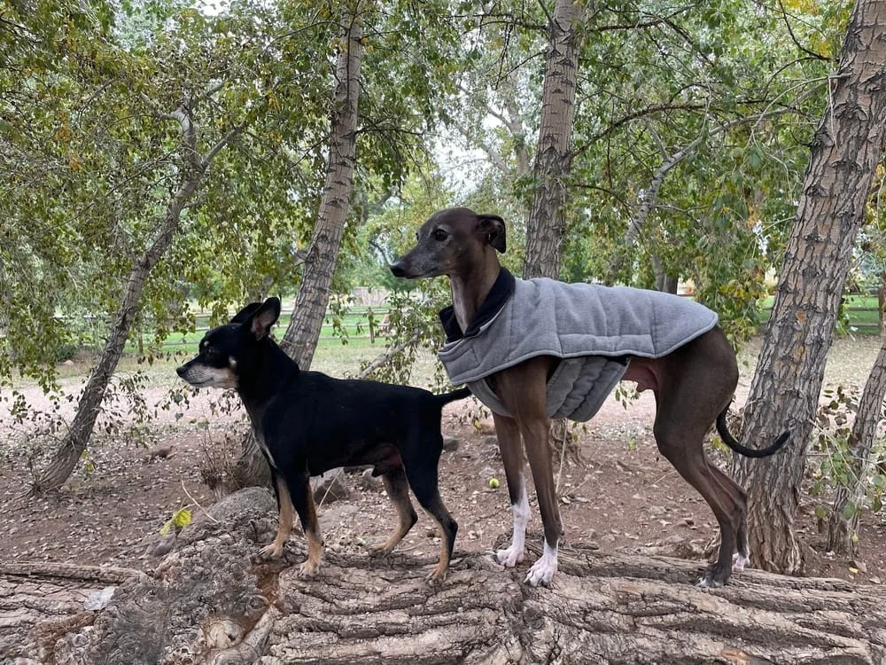 Spring Canyon Dog Park, photo 3
