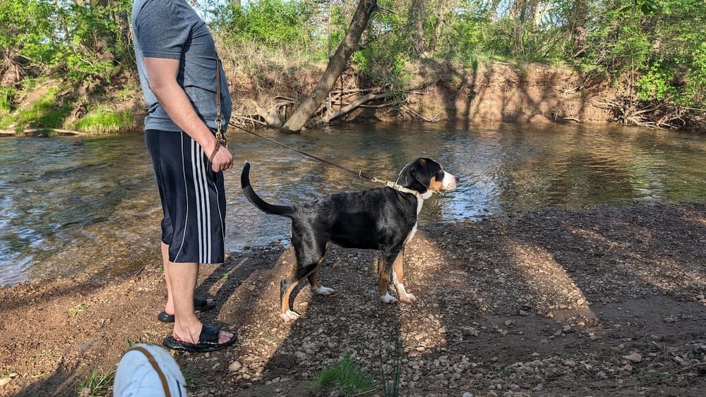 Ballenger Creek Dog Park, photo 3