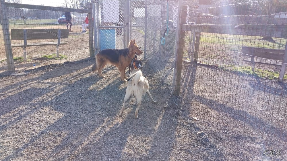 Grays Road Dog Park, photo 3