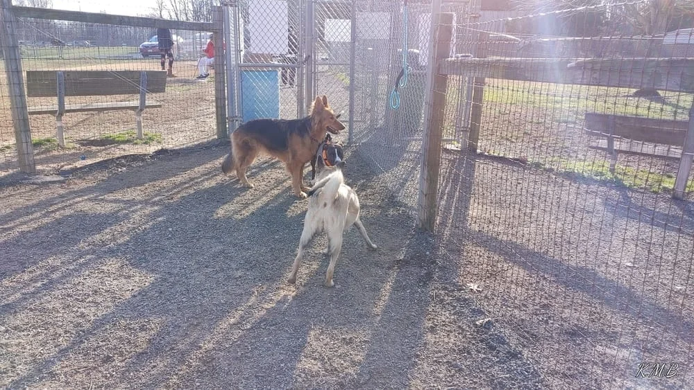 Grays Road Dog Park, photo 3