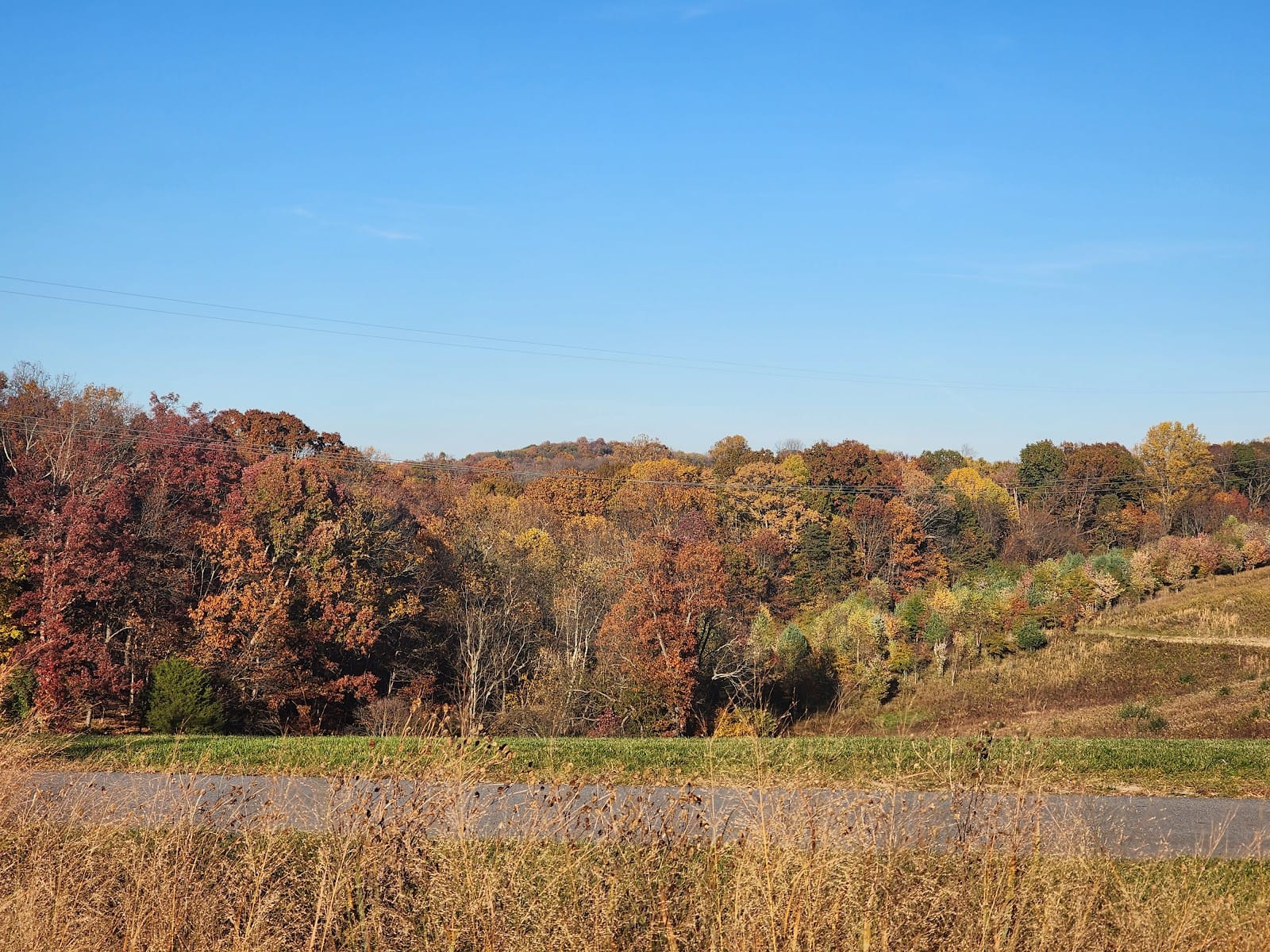 Piedmont Woods Dog Park