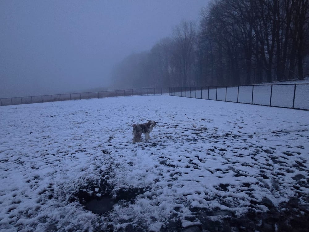 Piedmont Woods Dog Park, photo 2