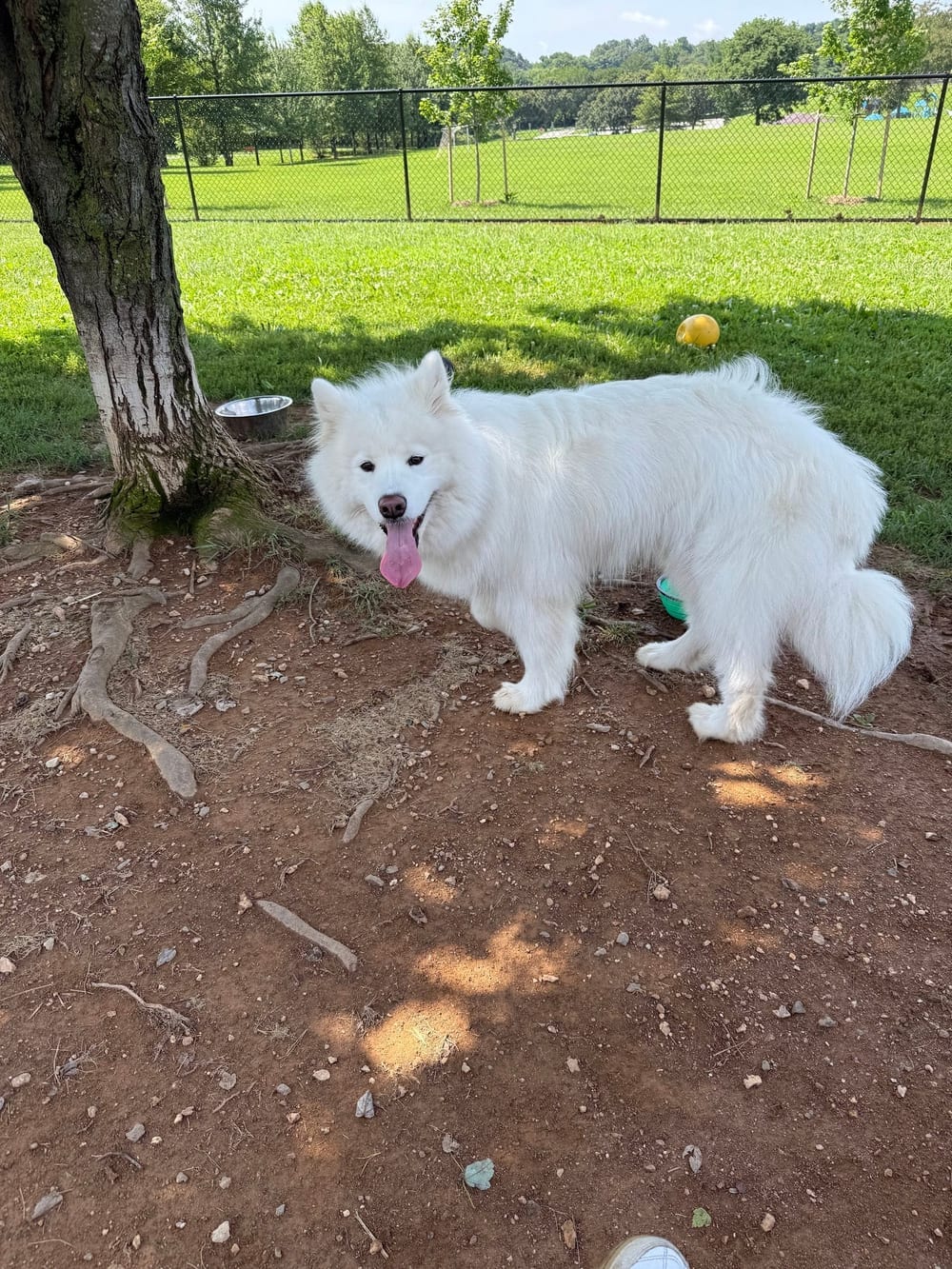 Watkins Park - Mount Airy Dog Park, photo 3