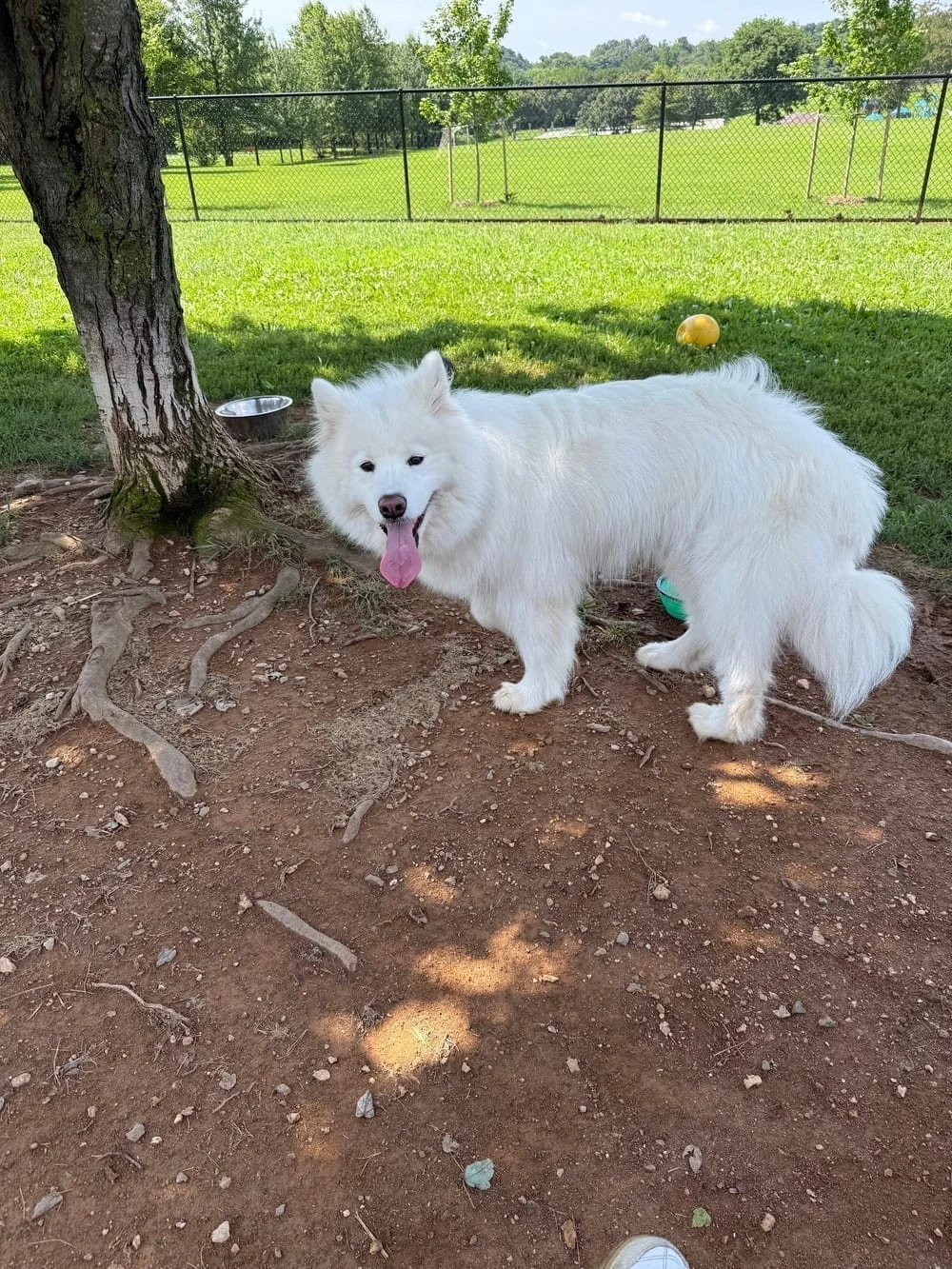 Watkins Park - Mount Airy Dog Park, photo 3