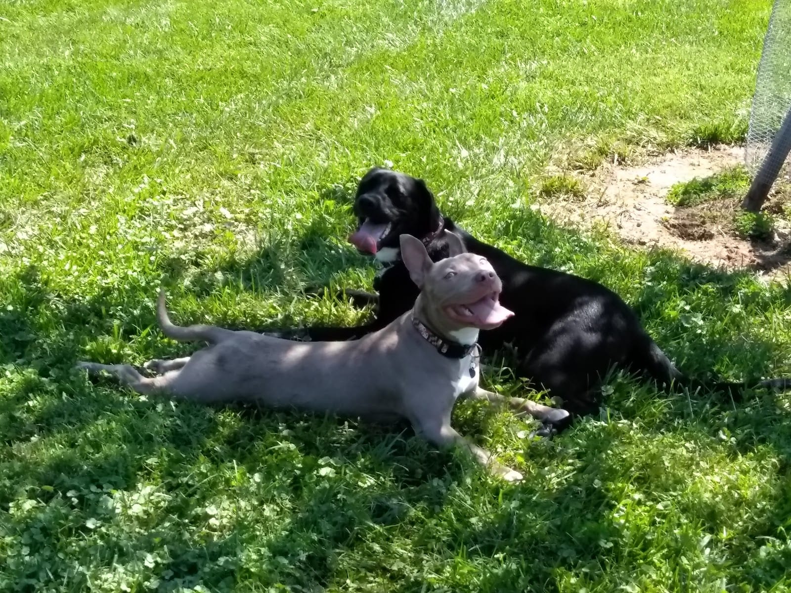 Wiles Branch Dog Park