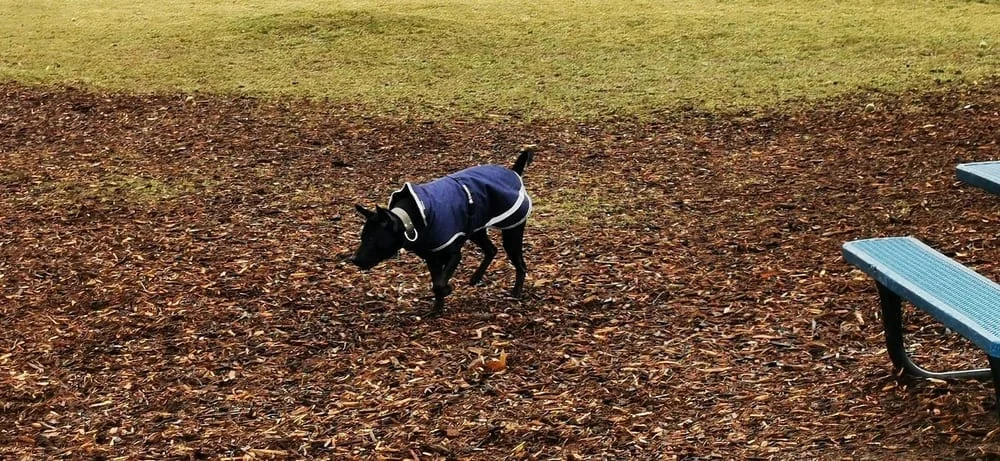 Cascade Dog Park, photo 3