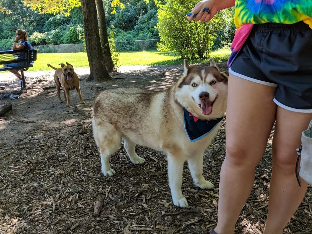 Rockford Dog Park, photo 2