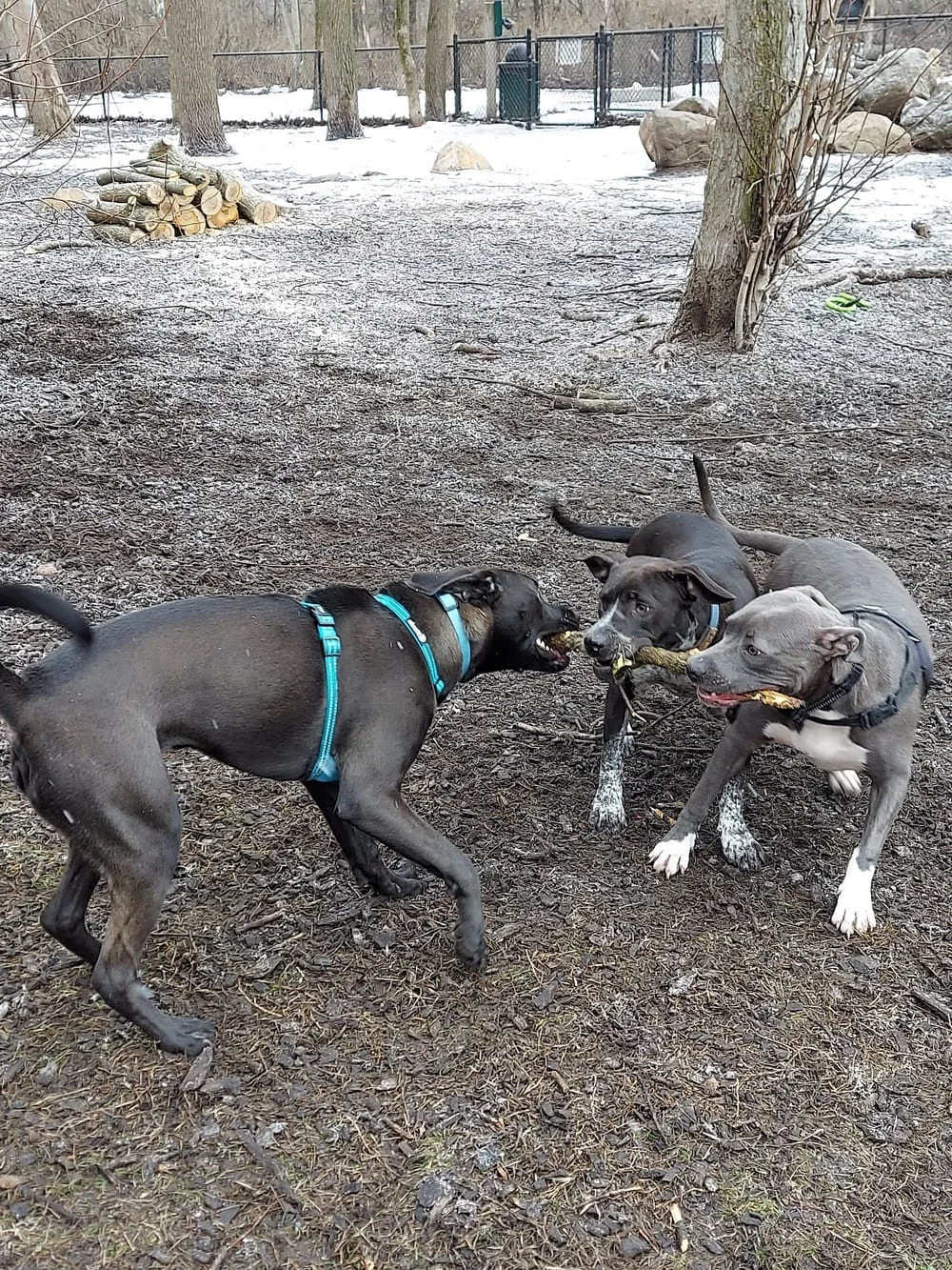 Rockford Dog Park, photo 3