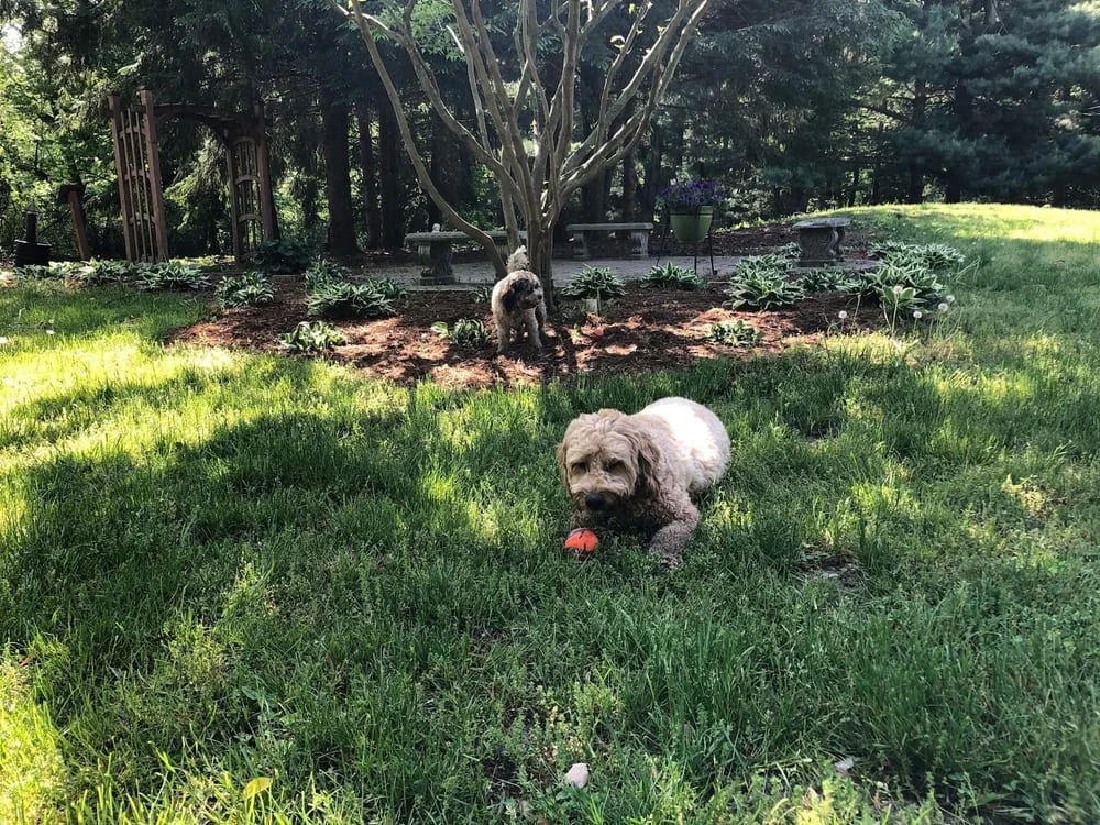 Shaggy Pines Dog Park, photo 2