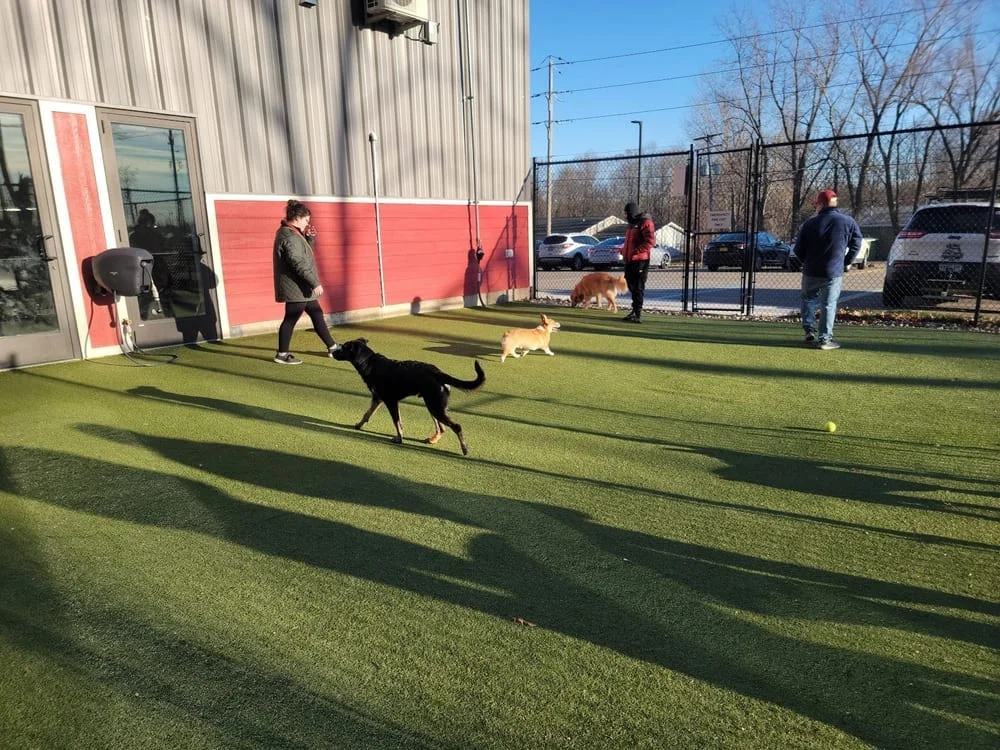 The Pack Indoor Dog Park, photo 2