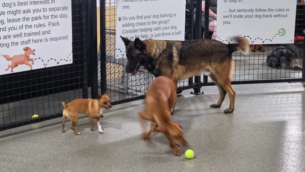 The Pack Indoor Dog Park, photo 3
