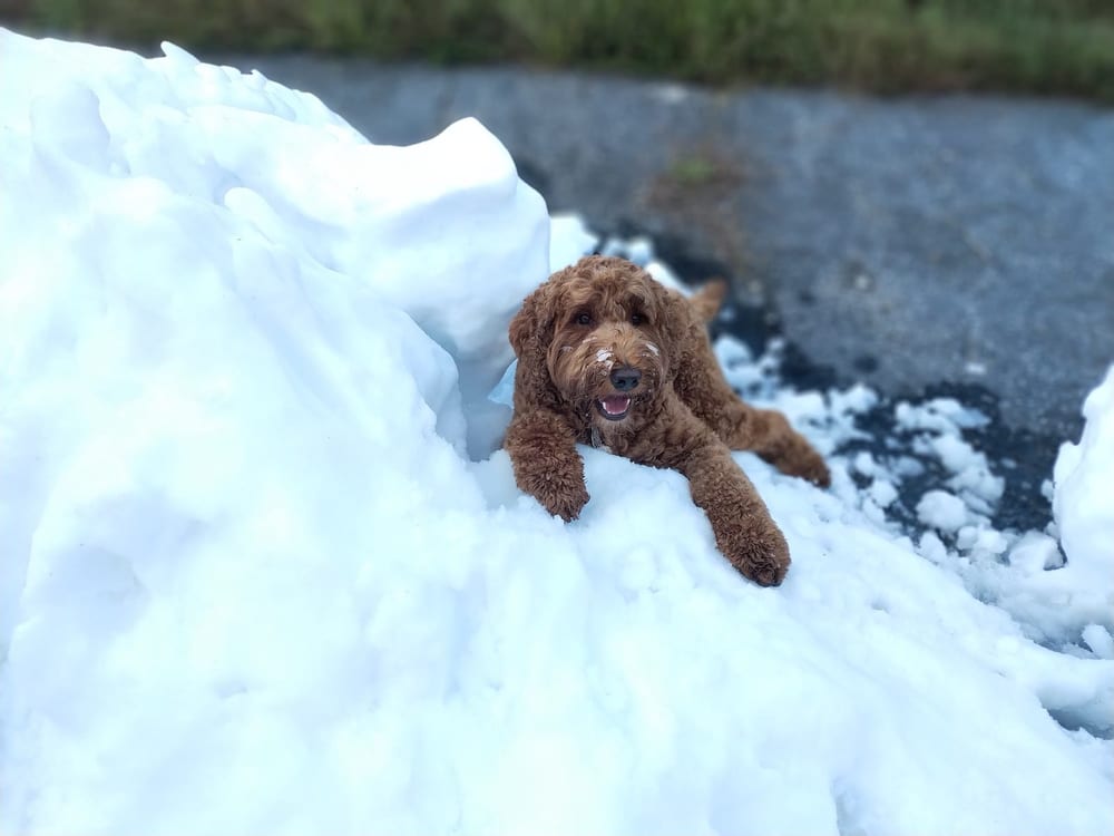 Pavilion Dog Park, photo 2