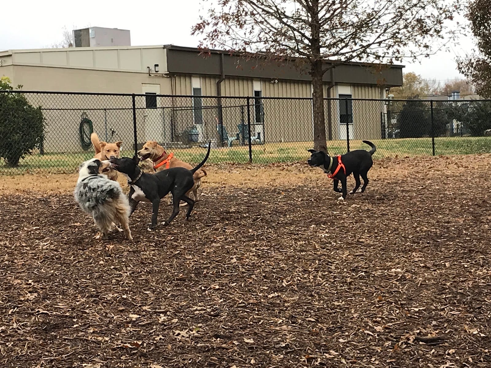 Pavilion Dog Park