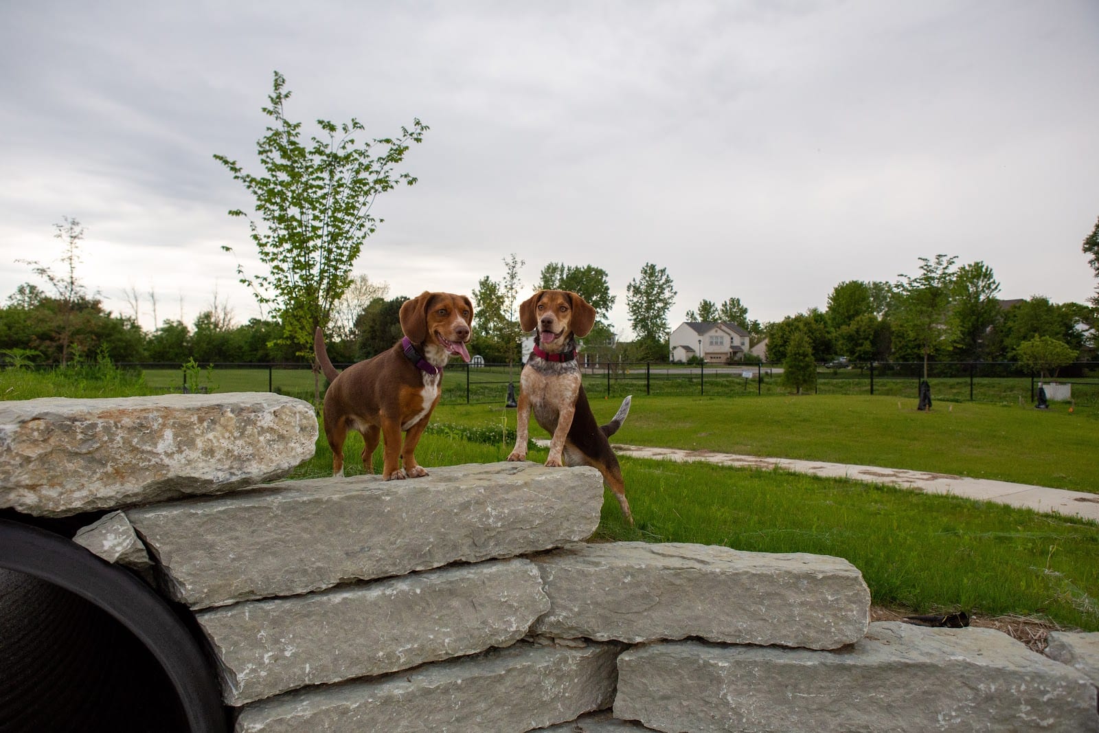 Cardinal Bark Park