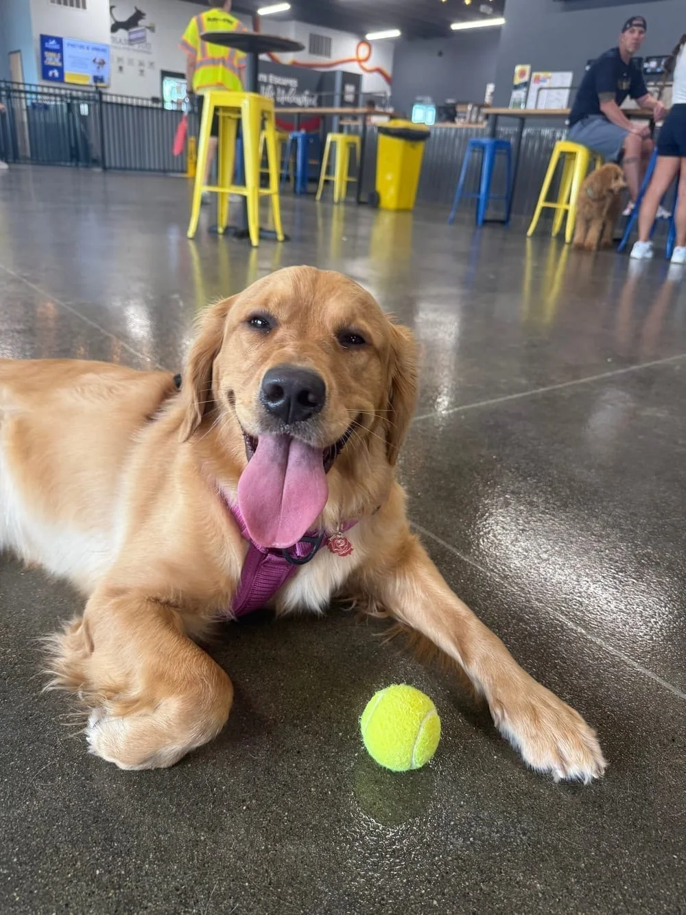 Crate Escapes Dog Park + Bar, photo 2