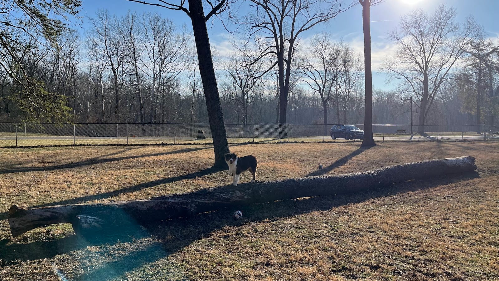 Dog Park at Clay Terrace