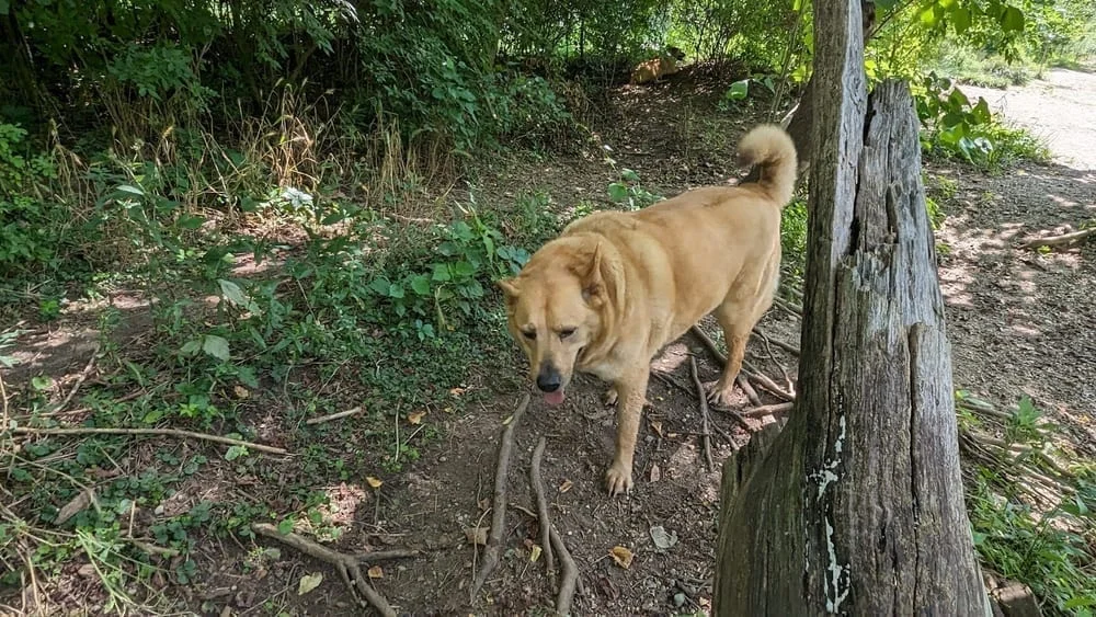 Dog Park at Clay Terrace, photo 2