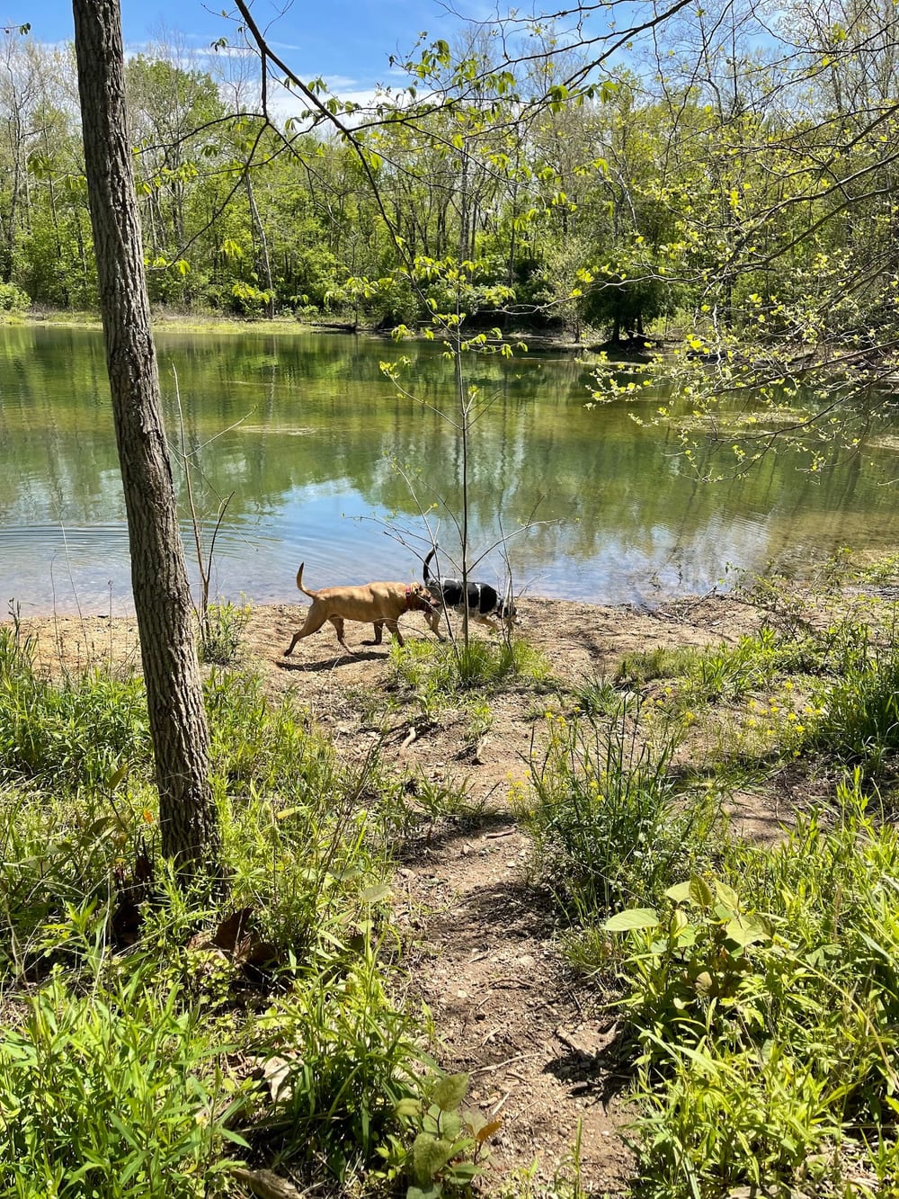 Dog Park at Clay Terrace, photo 3