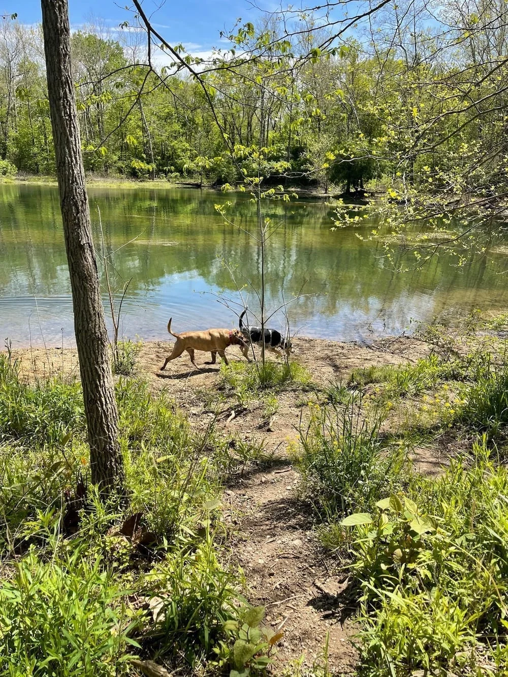 Dog Park at Clay Terrace, photo 3