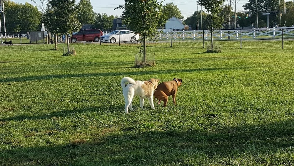 Smock Bark Park, photo 2