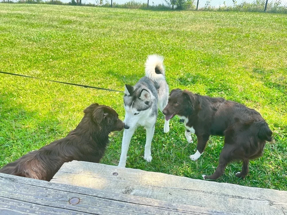 Smock Bark Park, photo 3