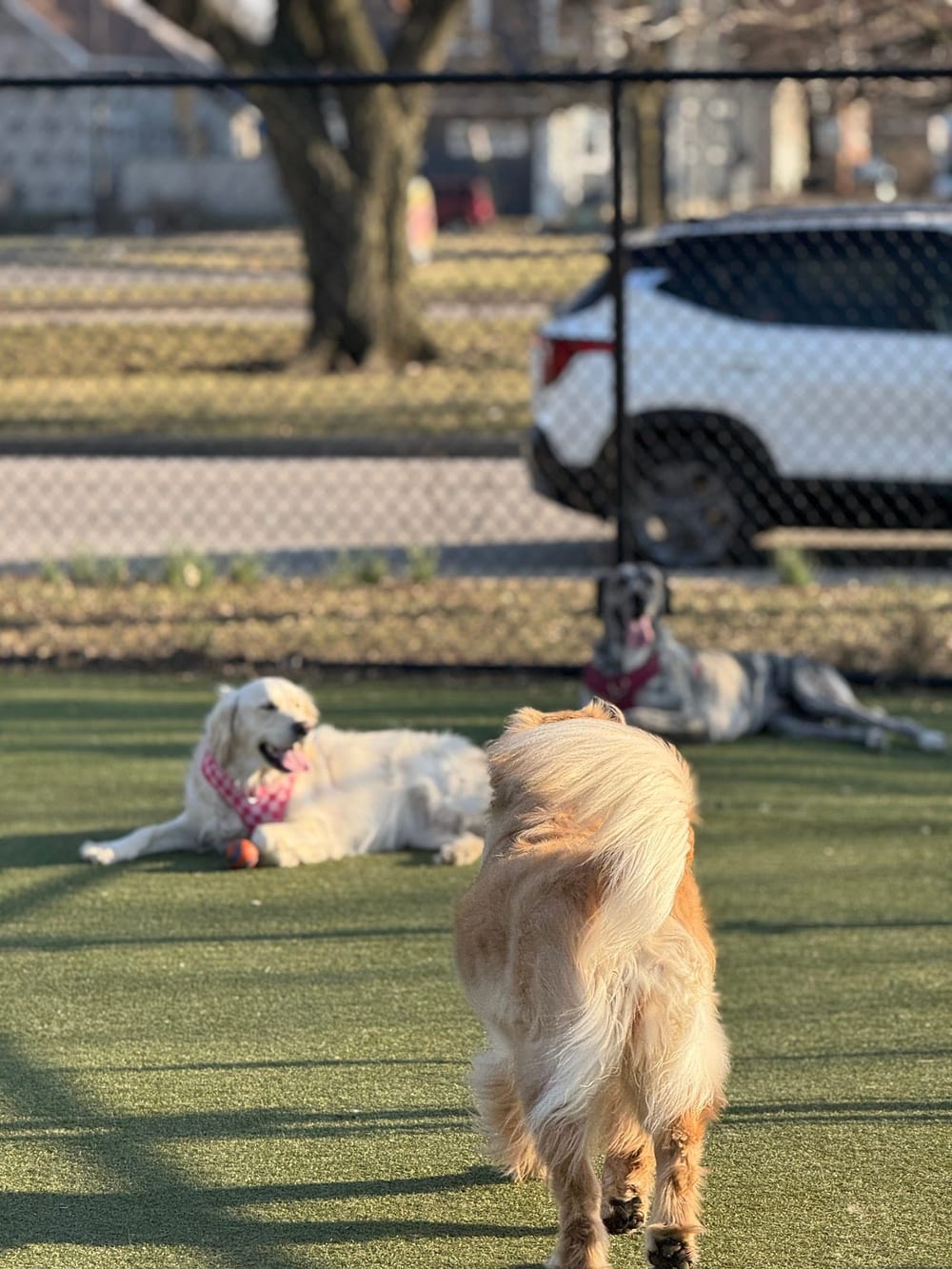 The Dog Park at Immanuel (Low-Cost Membership-Based Dog Park, Visitor Options, See Website for Details), photo 2