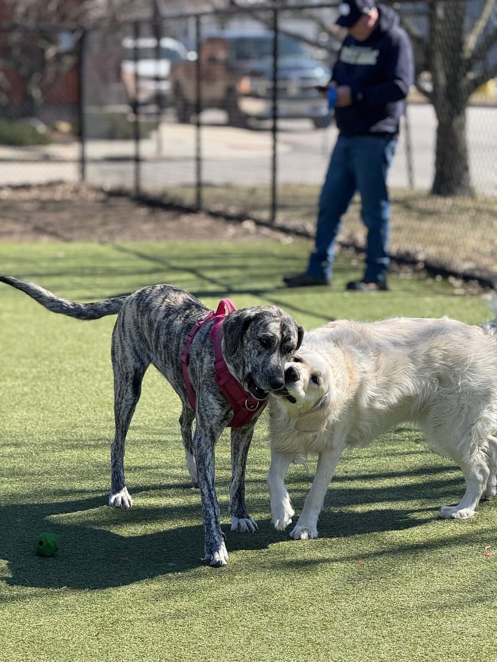 The Dog Park at Immanuel (Low-Cost Membership-Based Dog Park, Visitor Options, See Website for Details), photo 3