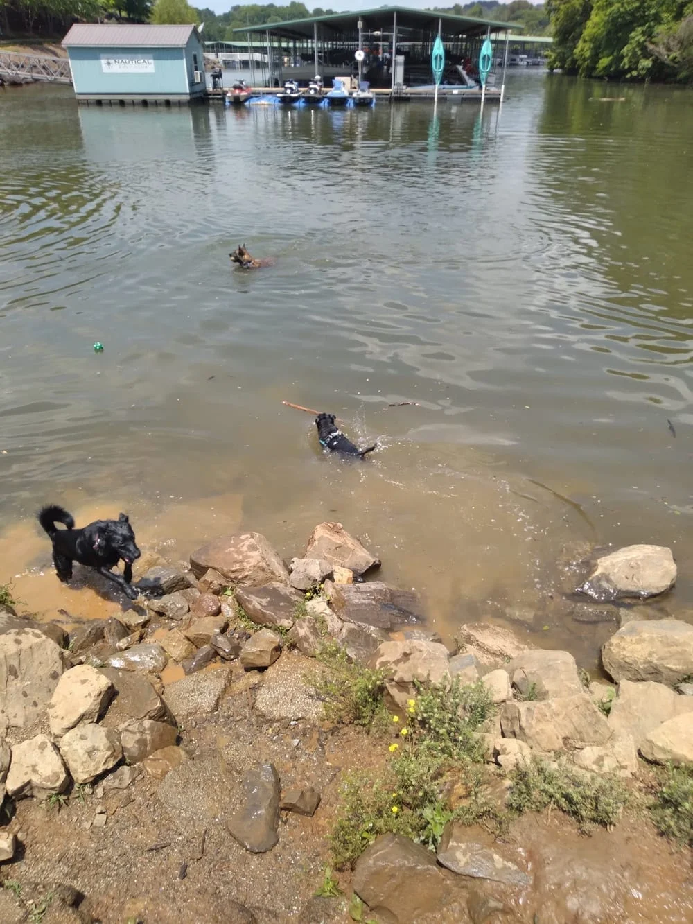 Concord Dog Park, photo 3