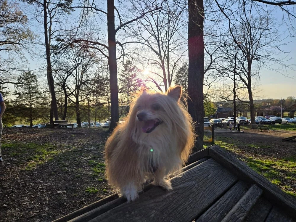 Dogwood Park, photo 2