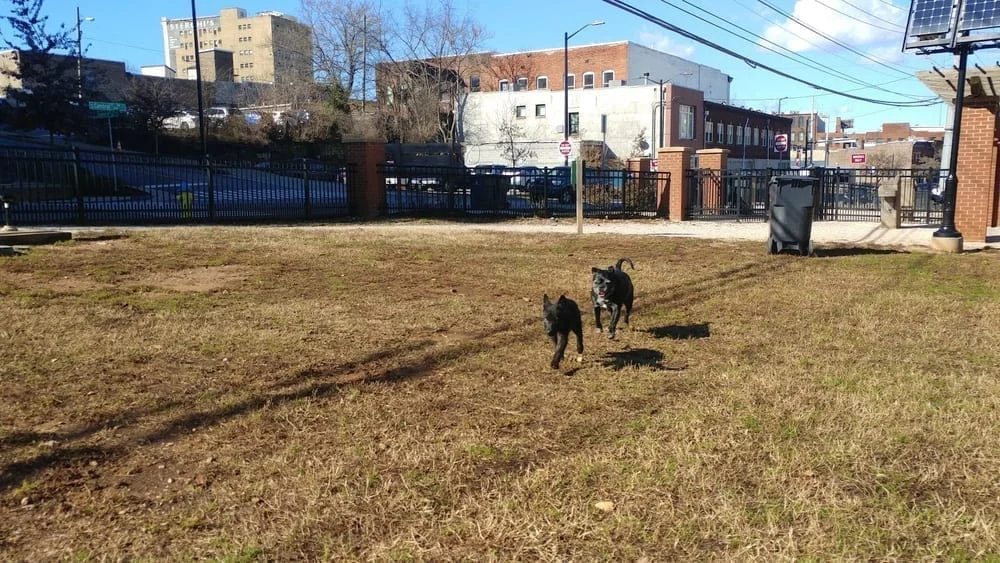 Petsafe Downtown Dog Park, photo 2