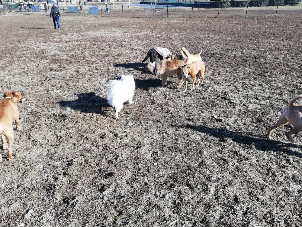 Dog Park Association of Greater Lafayette, photo 2