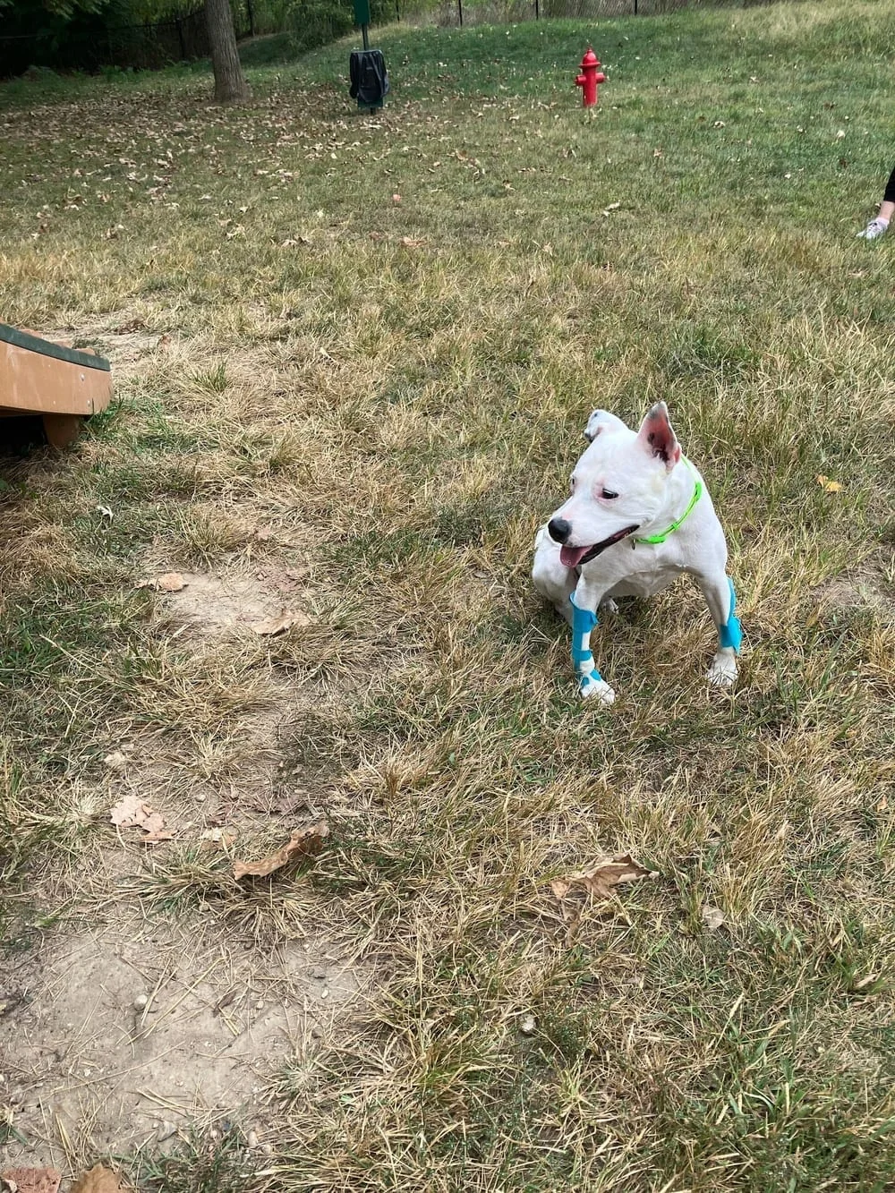 Happy Hollow Park Dog Park, photo 3