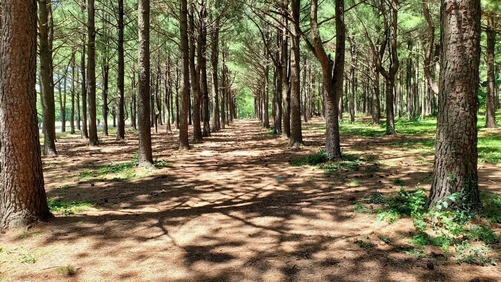 Jacobson Park Dog Park, photo 3