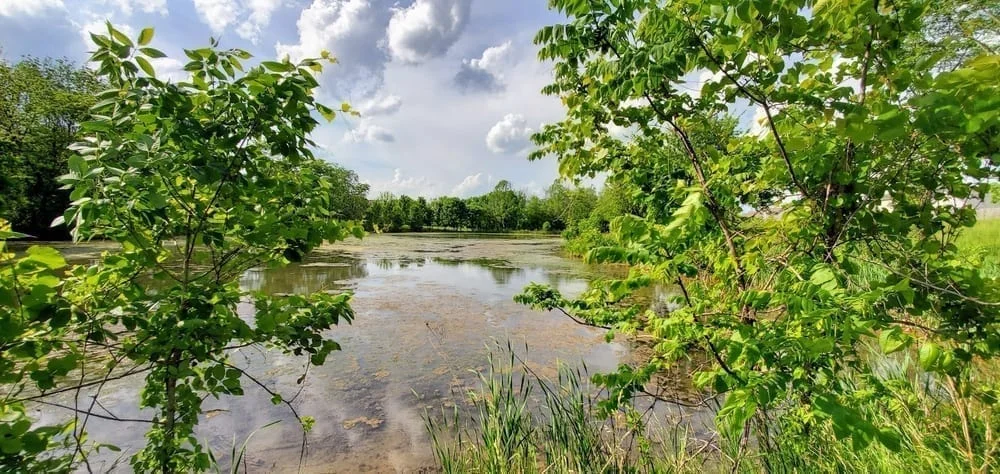 Pleasant Ridge Dog Park, photo 3