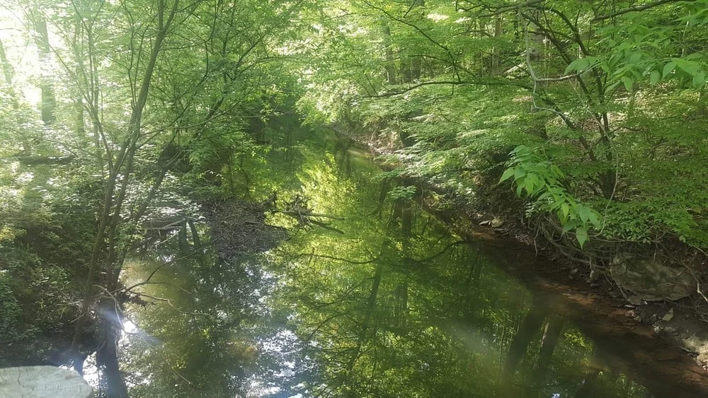 Cochran Hill Dog Run, photo 3