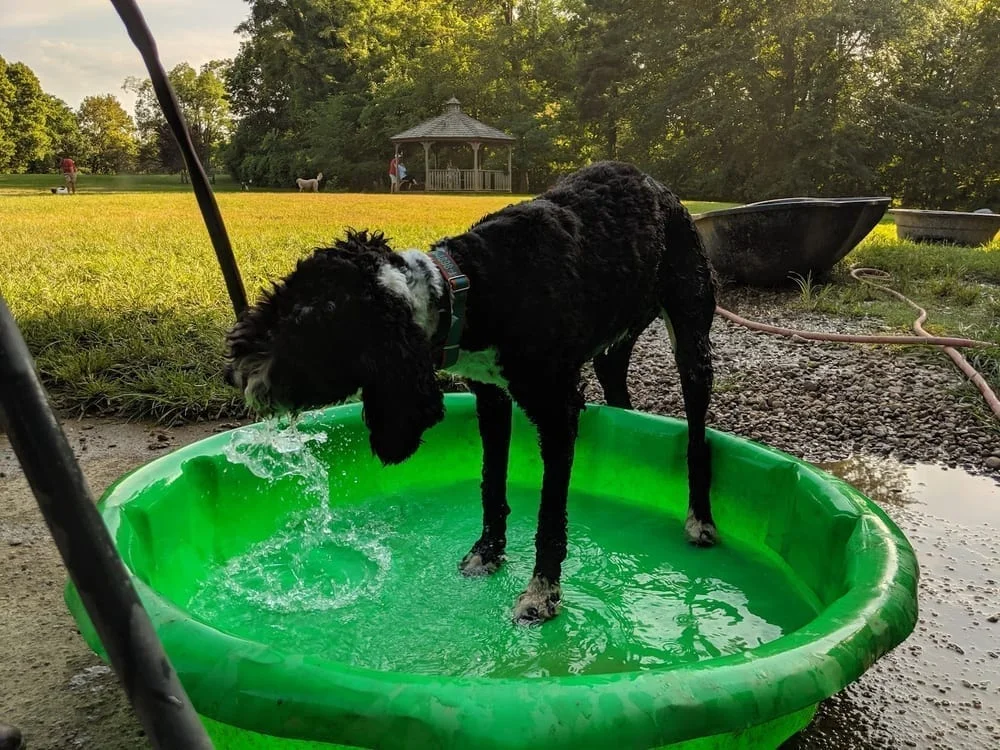 Cochran Hill Dog Run, photo 2