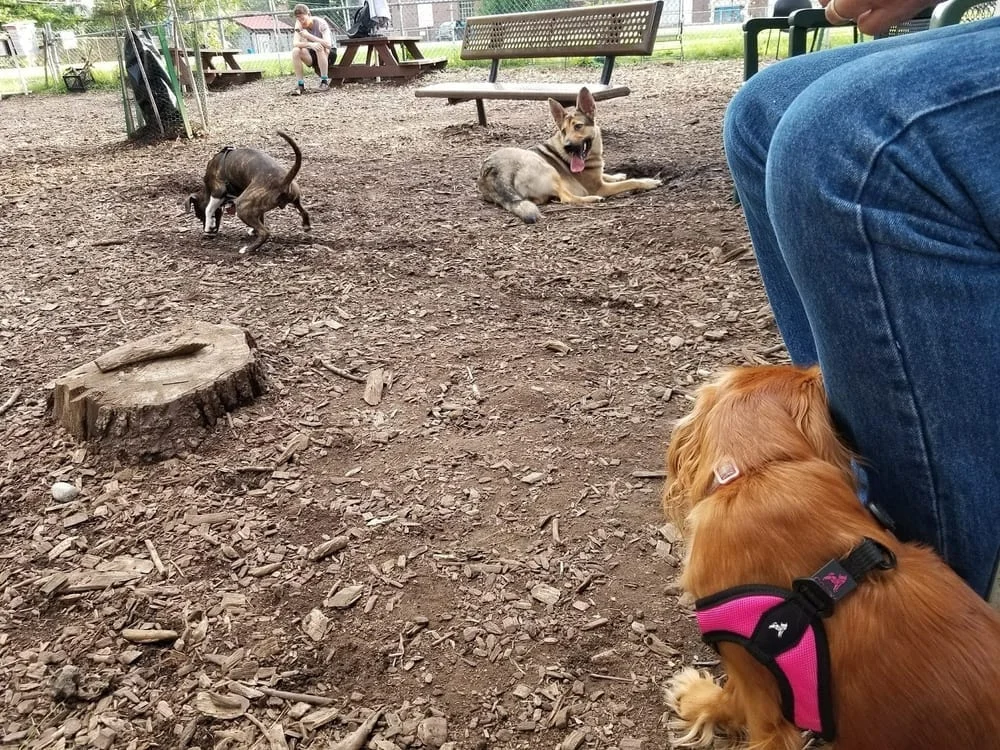 Morton Avenue Dog Park, photo 2