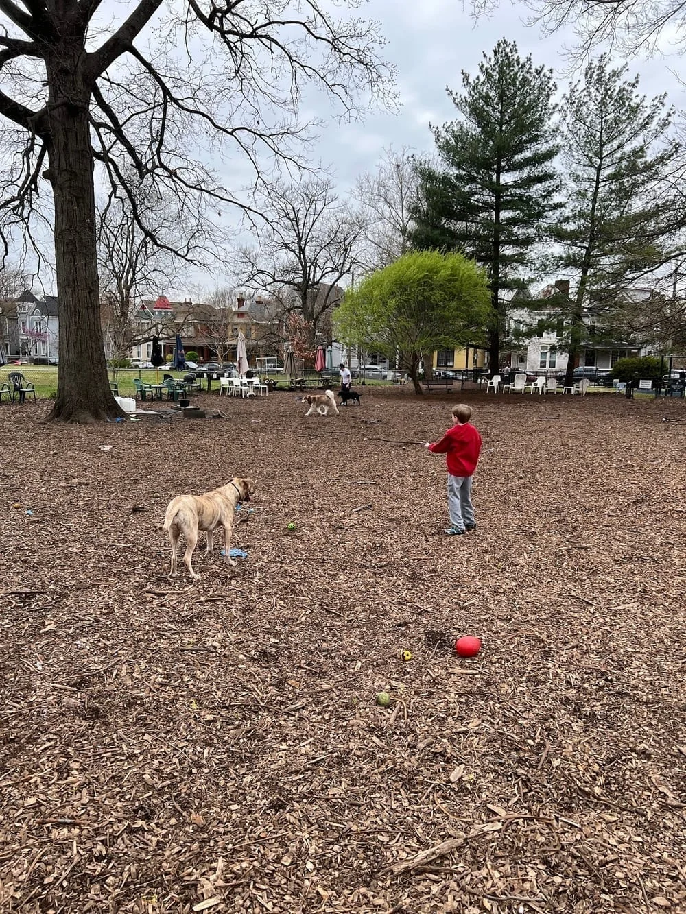 Morton Avenue Dog Park, photo 3