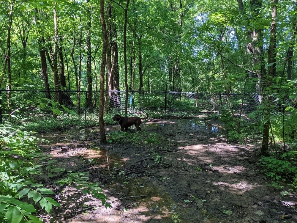 Waverly Dog Run, photo 2